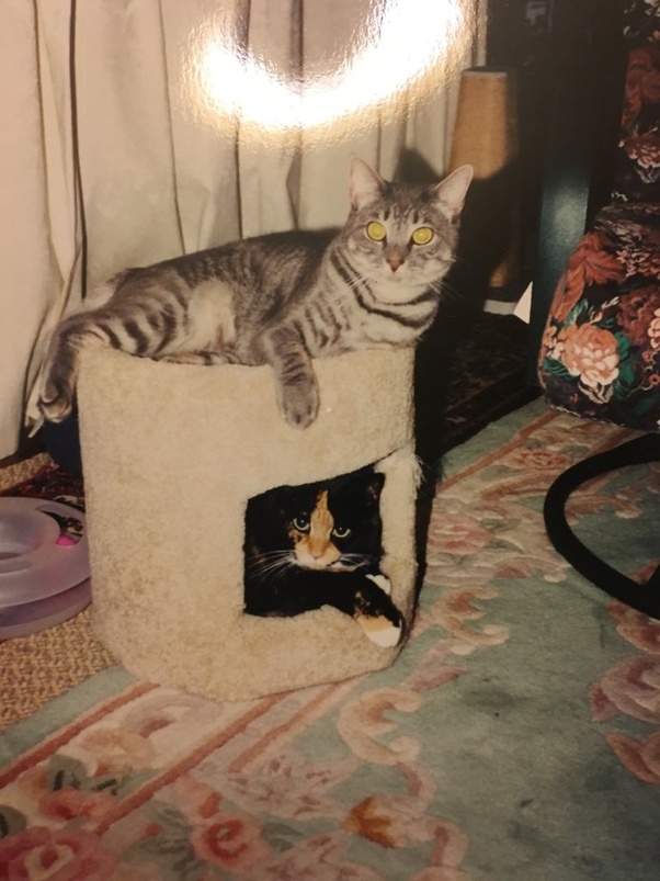 What should you say to a person who whose cat died? What