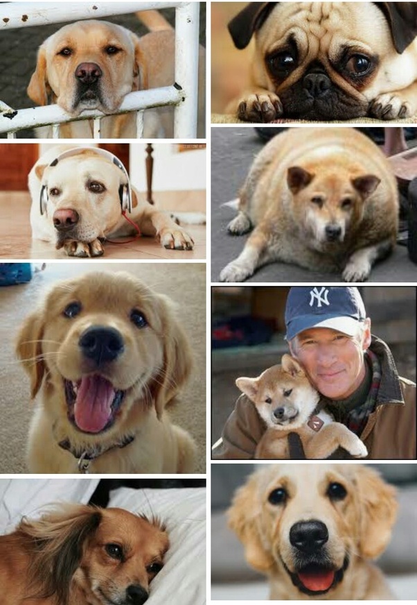 Will a dog make me happy? Quora