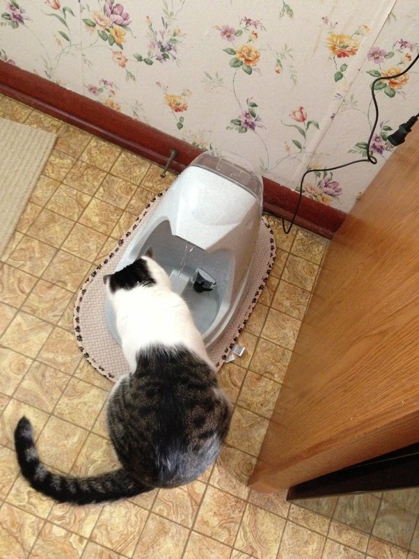 Why does my cat always want to drink from the toilet and my cups? Quora