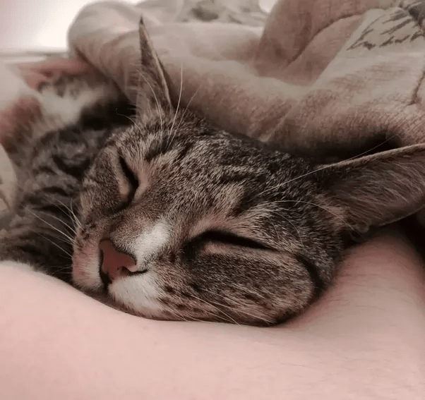 Do cats actually love their owners? Quora