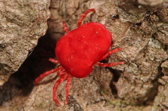 How dangerous is a very tiny red spider? Quora