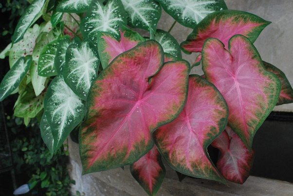 What are examples of plants with pink leaves? How do they