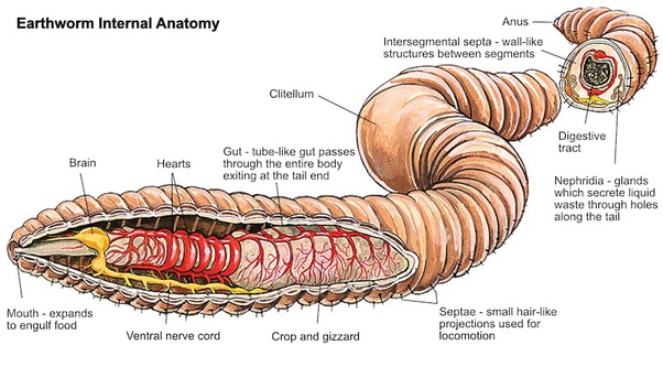 Is there an explanation for why an earthworm has 5 hearts? Quora