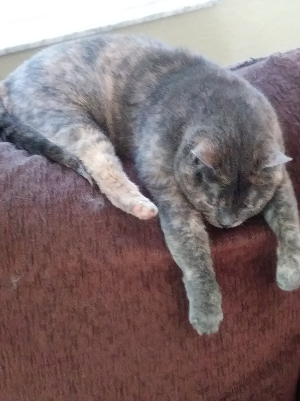 Do grey cats turn brown? My cat is 9 or ten years old, and