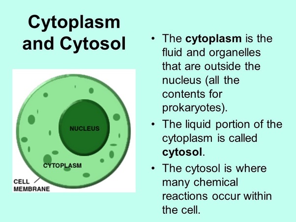 🎉 Examples of cytoplasm in real life. What are 2 real life examples of