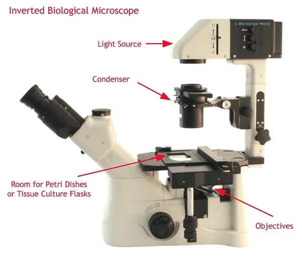 How does an inverted microscope work? Quora