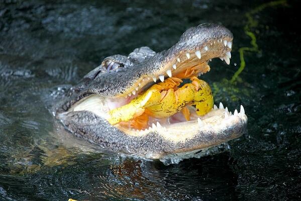 How often do crocodiles eat fruits? Quora