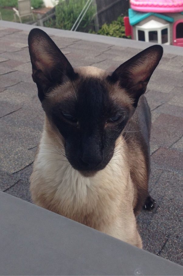 Why do Siamese Cats get darker with age? Quora