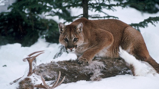 How does the North American cougar/mountain lion, survive the winter