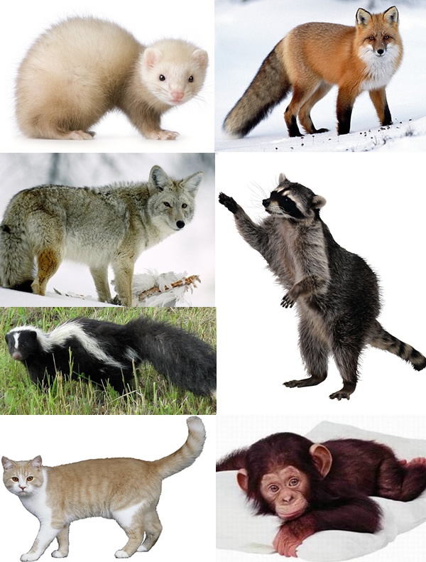 Can squirrels carry rabies? Quora