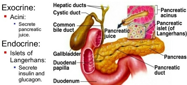 What is the role of the pancreas and its enzymes in the digestive