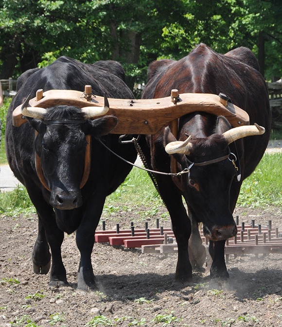 What does 'oxen' represent in the Bible? Quora