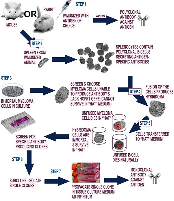 How are monoclonal antibodies produced? Quora