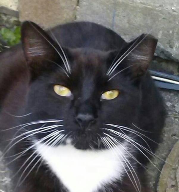 How do feral cats stay warm enough to survive the winter