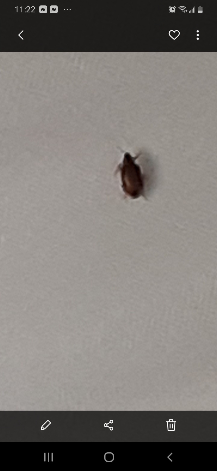 What Are The Little Black Bugs In My Bedroom