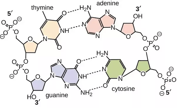 Which pair of nitrogenous bases will form a bond in a dna molecule? What are nucleotides? - Quora