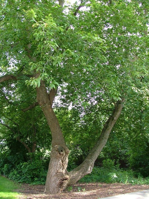 What kind of trees make 'helicopter' seeds? Quora