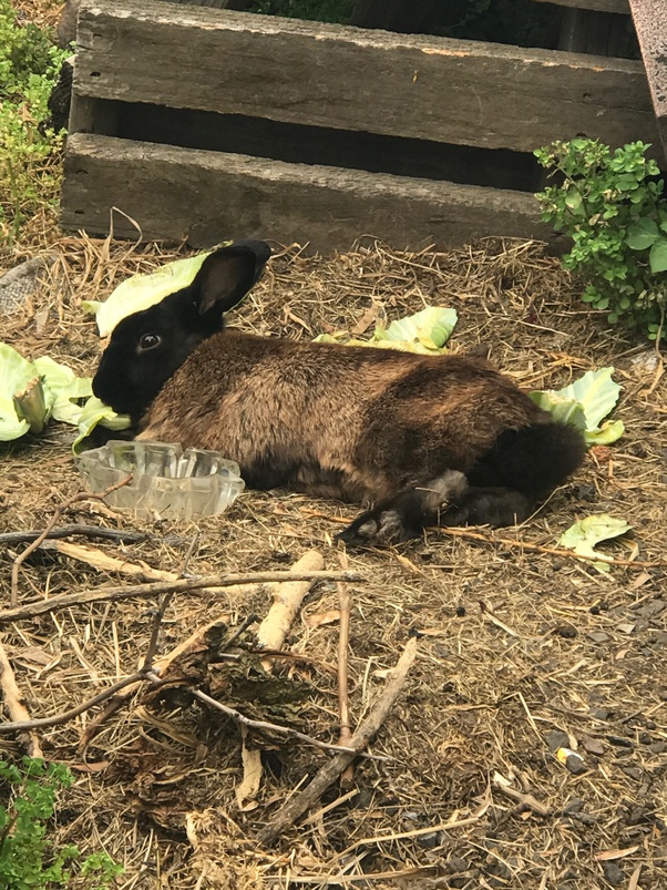 What do I do? I ran out of hay for my bunny and I don’t have money to