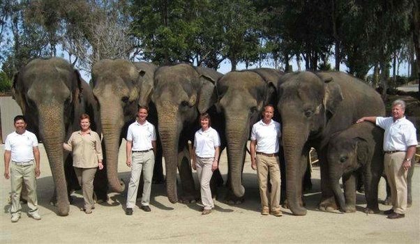 Where in the Bay Area can I rent a baby elephant for the day? Quora