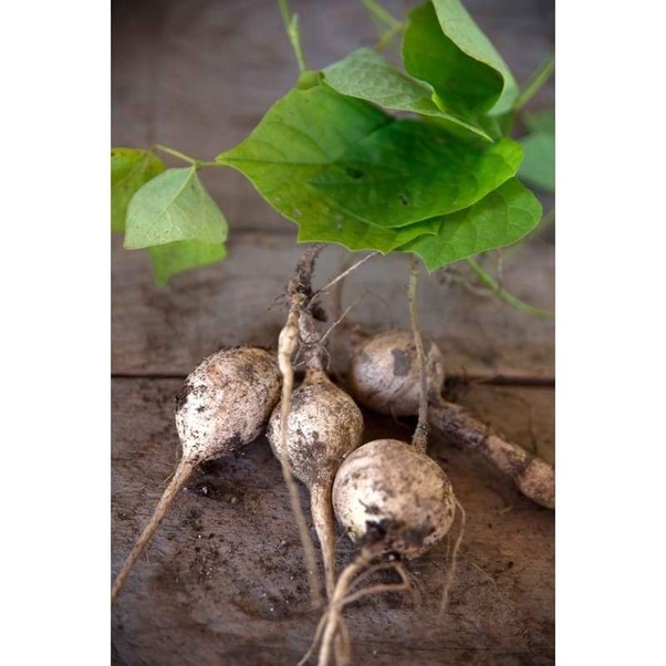 What is the difference between turnips and rutabaga? Quora