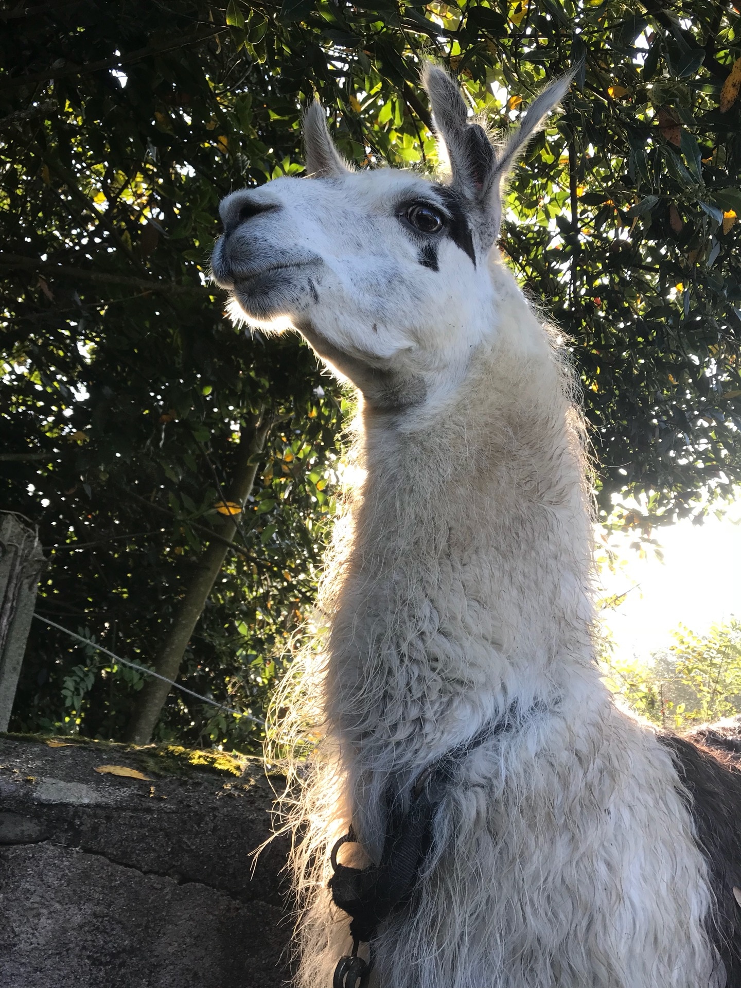 Berapa harga bayi llama? - Quora