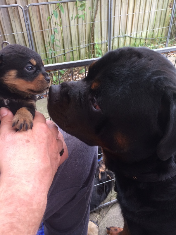 Why do Rottweilers eat their puppies? Quora