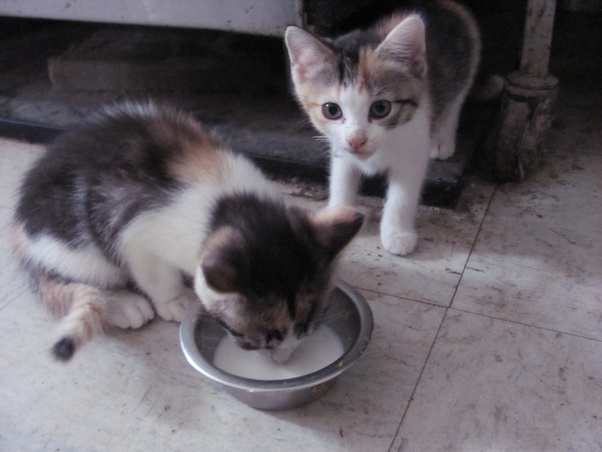 Can kittens drink cows milk? Quora