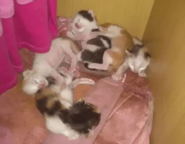 What are some signs that a pregnant cat is going into labor? Quora