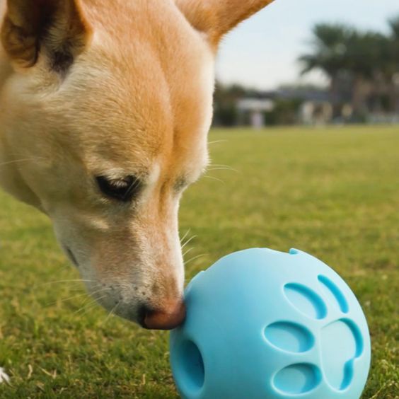 How Long Does A Female Dog Bleed Hutomo