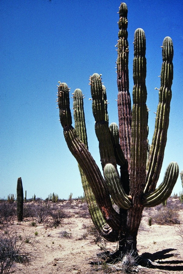 Other caterpillars look like something else, such as a twig, leaf, and even a bird feather (this is known as mimicry)! What do the different types of cactus look like? - Quora