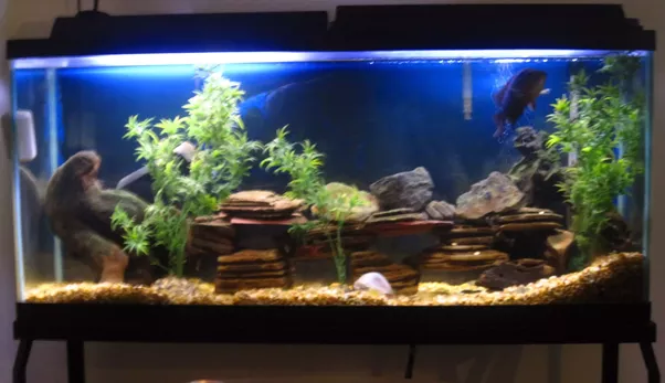 What should I do with a 60 gallon fish tank? Quora