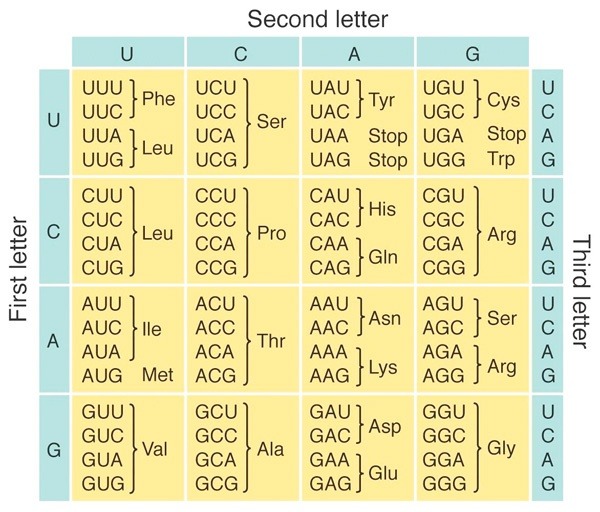21 Best Rna Codon Chart