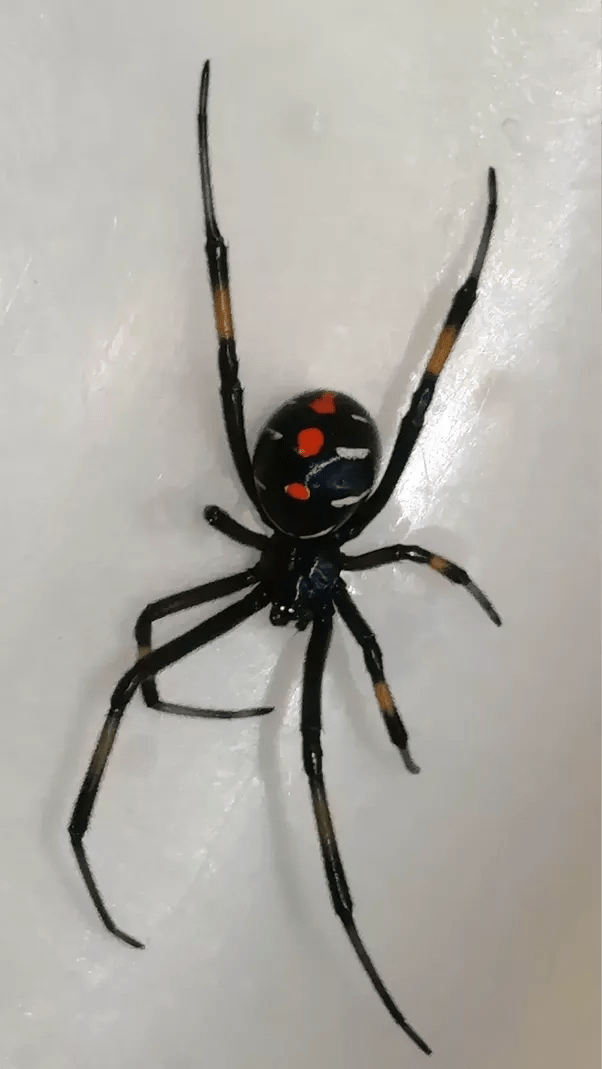 Black Spider With White Spots On Back Telegraph
