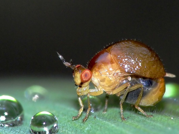 It is an insect, and the first part of its name is the name of another