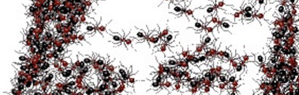 Jika seekor semut merayap di hidung Anda saat Anda tidur, dapatkah ia  mencapai otak Anda? - Quora