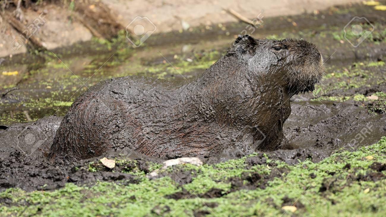 Capybara Physical Adaptations