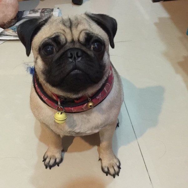 What do dogs think about when they are lying around? Quora