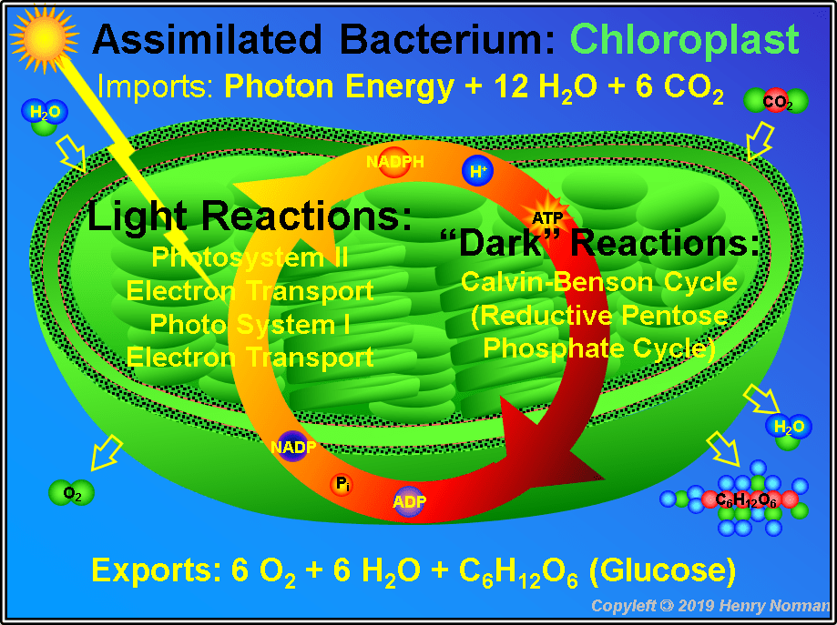 How Atp Is Formed In The Chloroplast Wasfa Blog