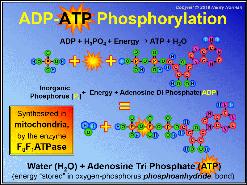 ️Atp Adp Cycle Worksheet Answers Free Download Gmbar.co