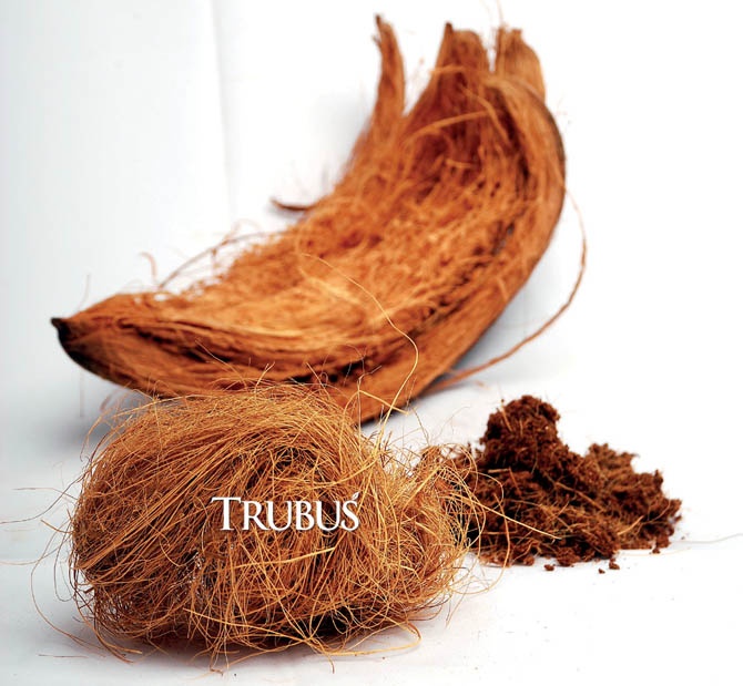 Bagaimana kelapa berkembang biak? - Quora