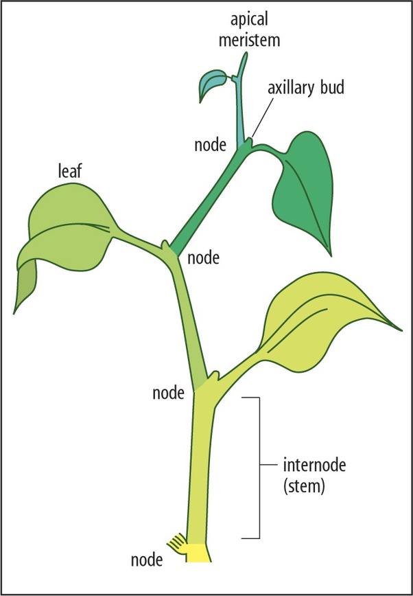 What are internodes in plants? Quora