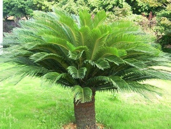 What are some examples of seedless vascular plants? If they are