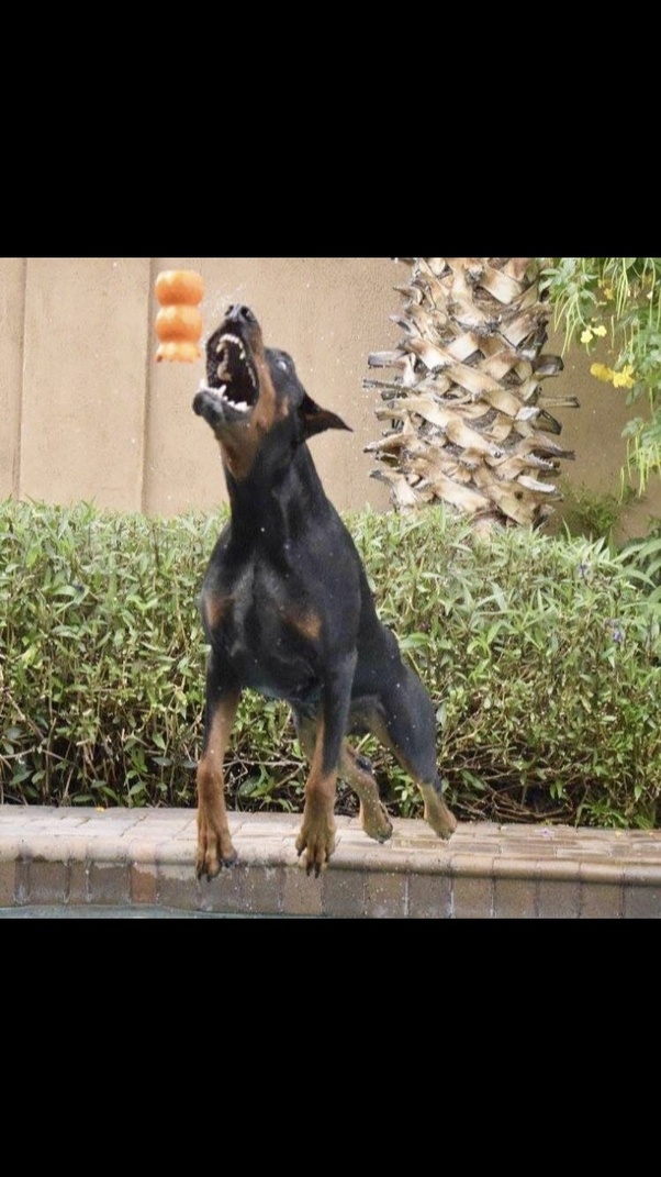 77+ Doberman Haversham Purebred Puppy l2sanpiero