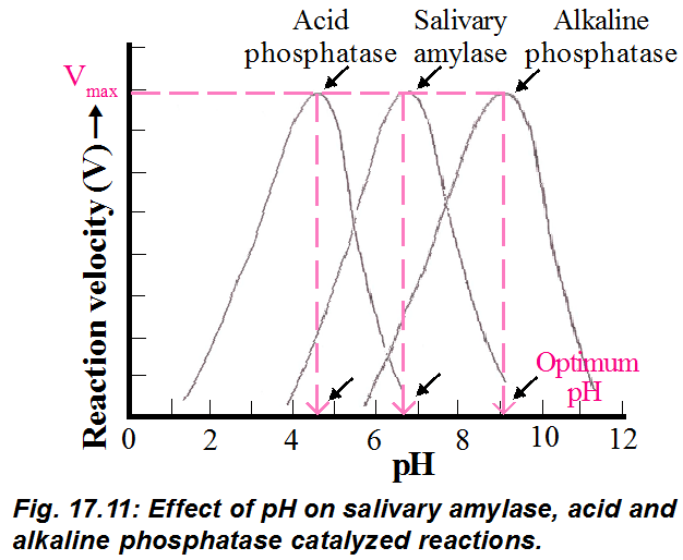 👍 Effect of ph on invertase activity. Effect of freezing