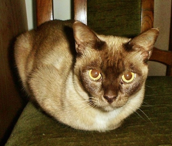 What's your favorite color cat? Quora