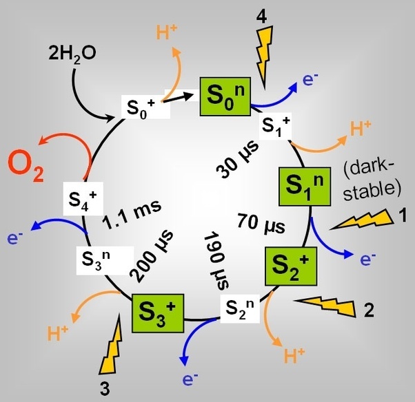 What is the photolysis of water in photosynthesis? Quora