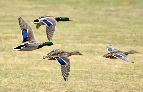 Can mallard ducks hear sounds that humans cannot, and what distances
