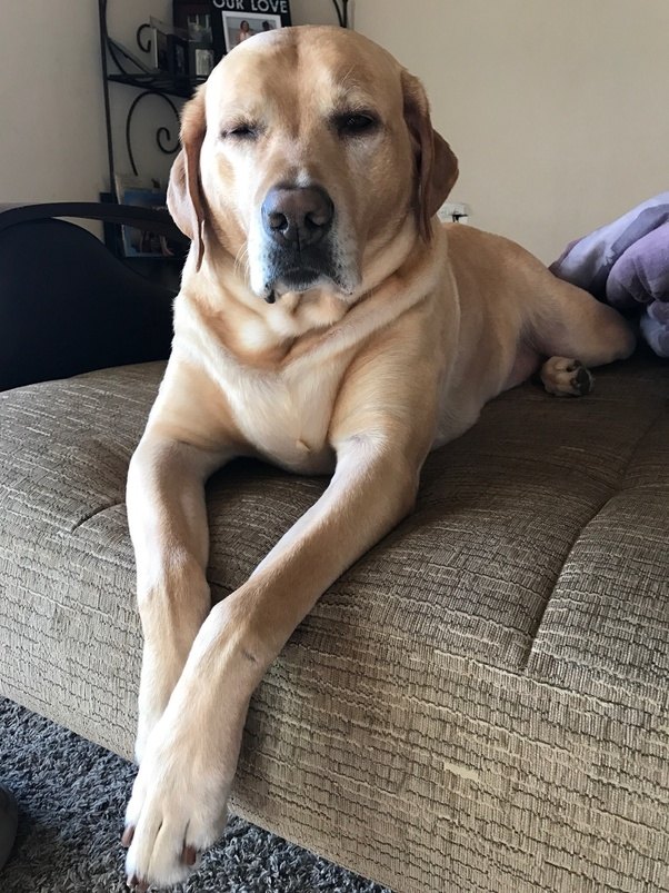 Why is my dog so bad? Quora