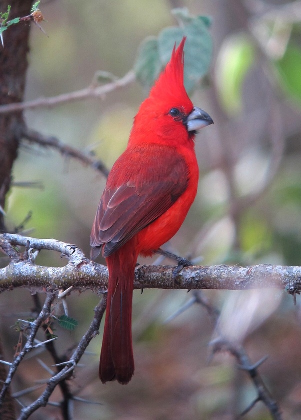 How many different types of cardinals (bird) are there? Quora