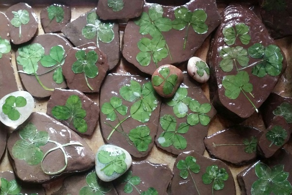 Odds Of Finding 6 Leaf Clover